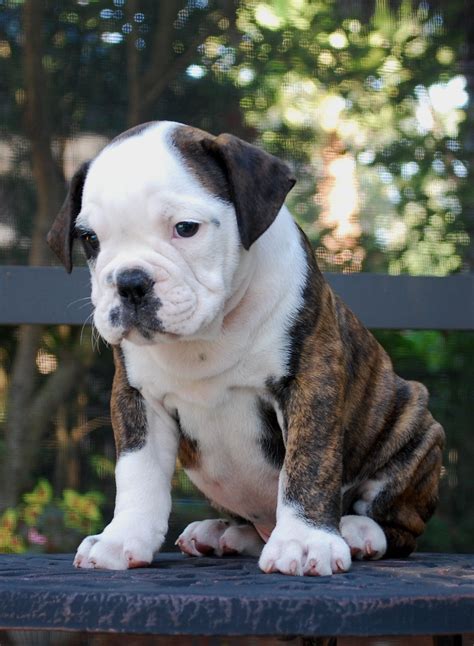 hermes bulldogge kennels|british bulldog breeders.